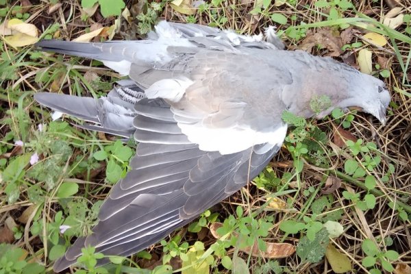 Кракен онлайн