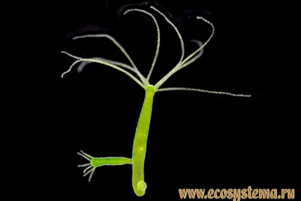 Кракен Krab cc at только через